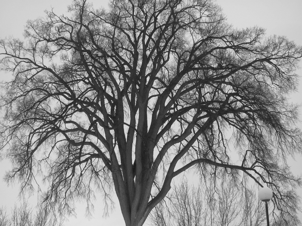 tree winter snow free photo