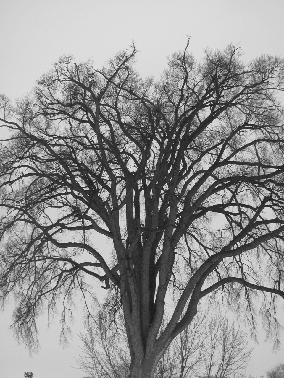 tree winter snow free photo