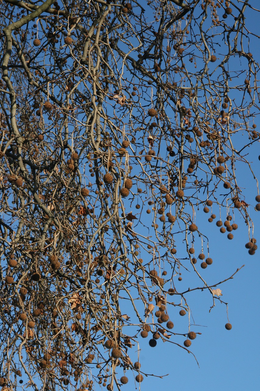 tree branches air free photo