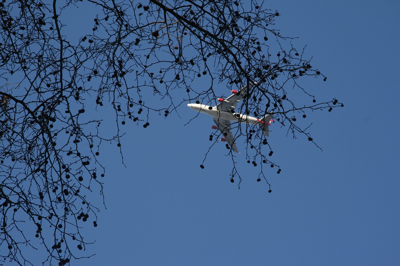 tree plane blue free photo