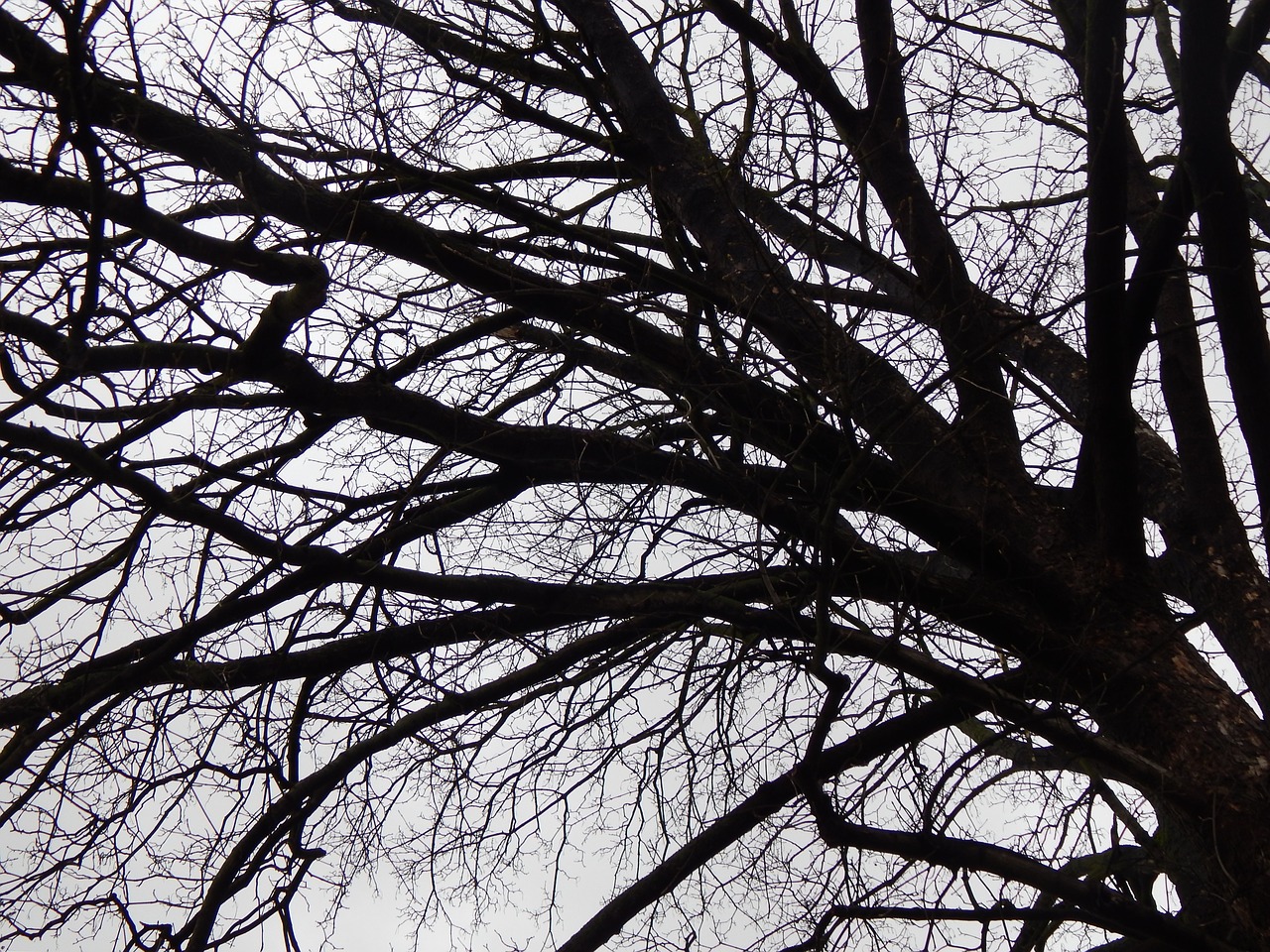 tree branches winter free photo