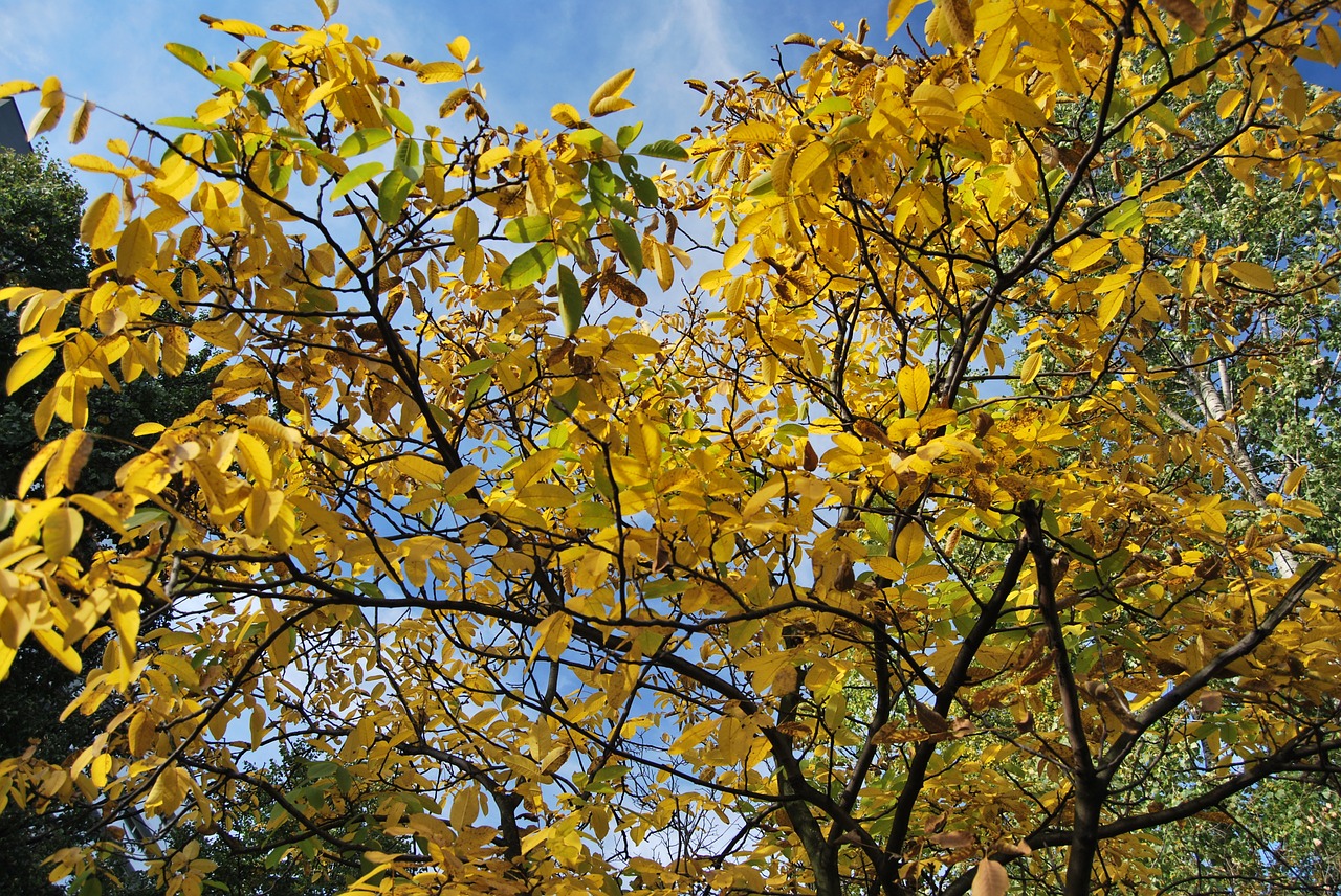 tree foliage autumn free photo