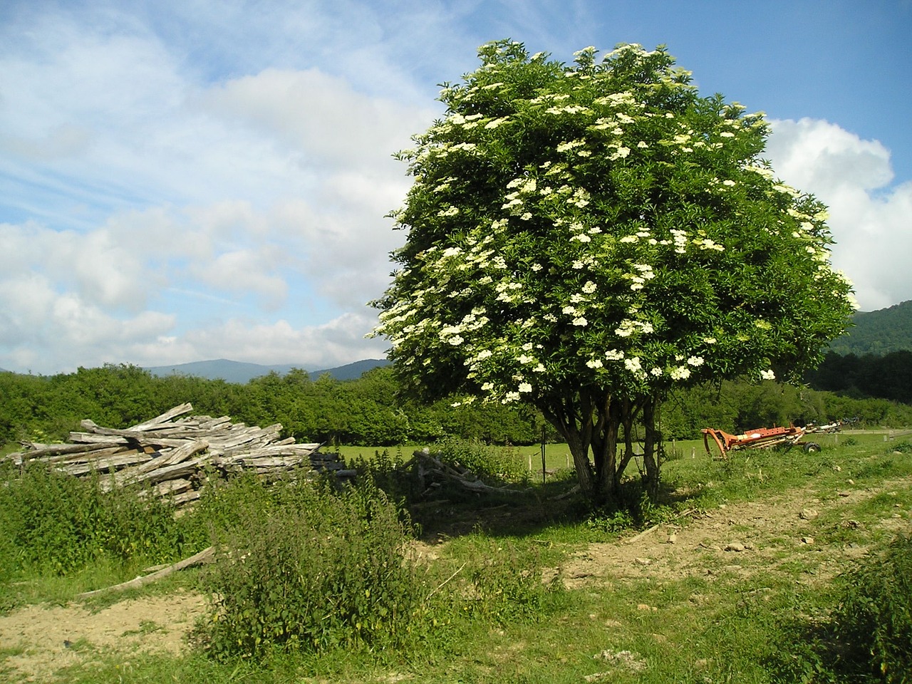 tree nature green free photo