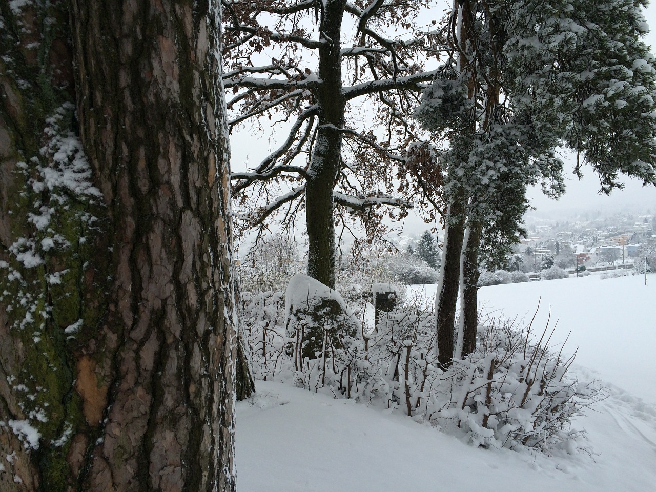 tree bark snow free photo