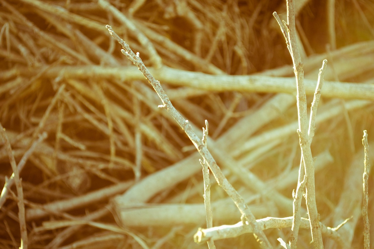 tree branches autumn free photo