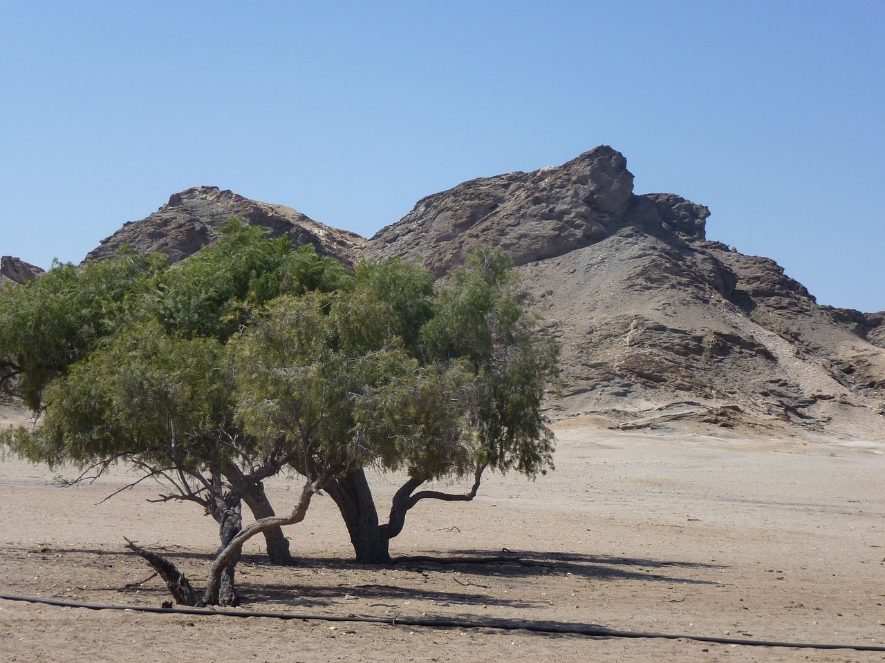 tree mountain landscape free photo