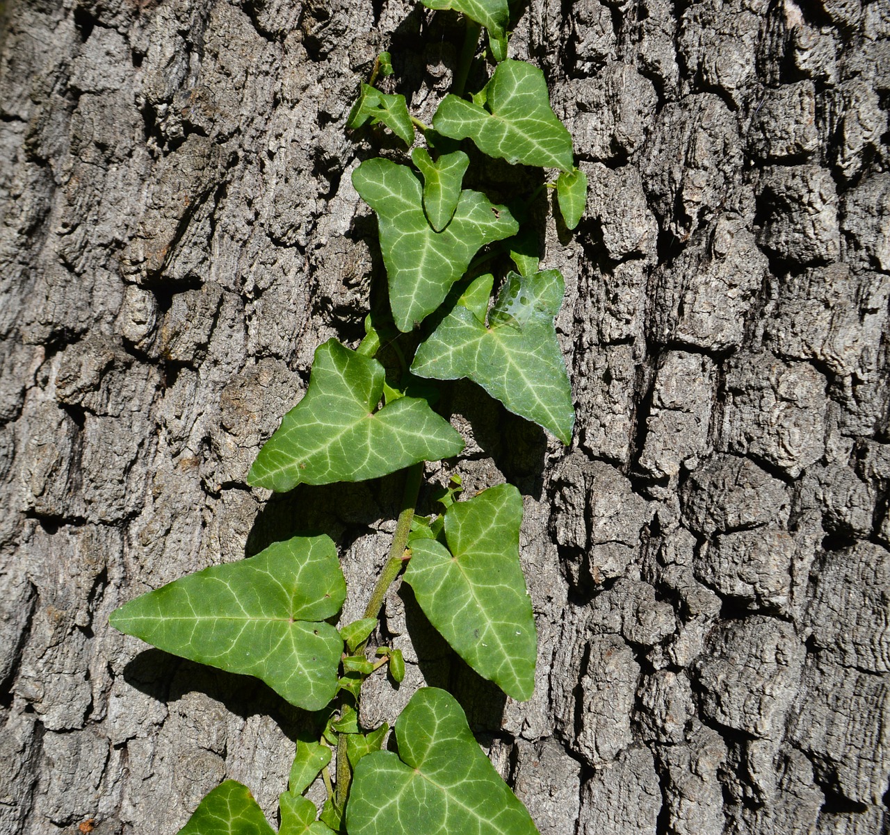 tree plant green free photo