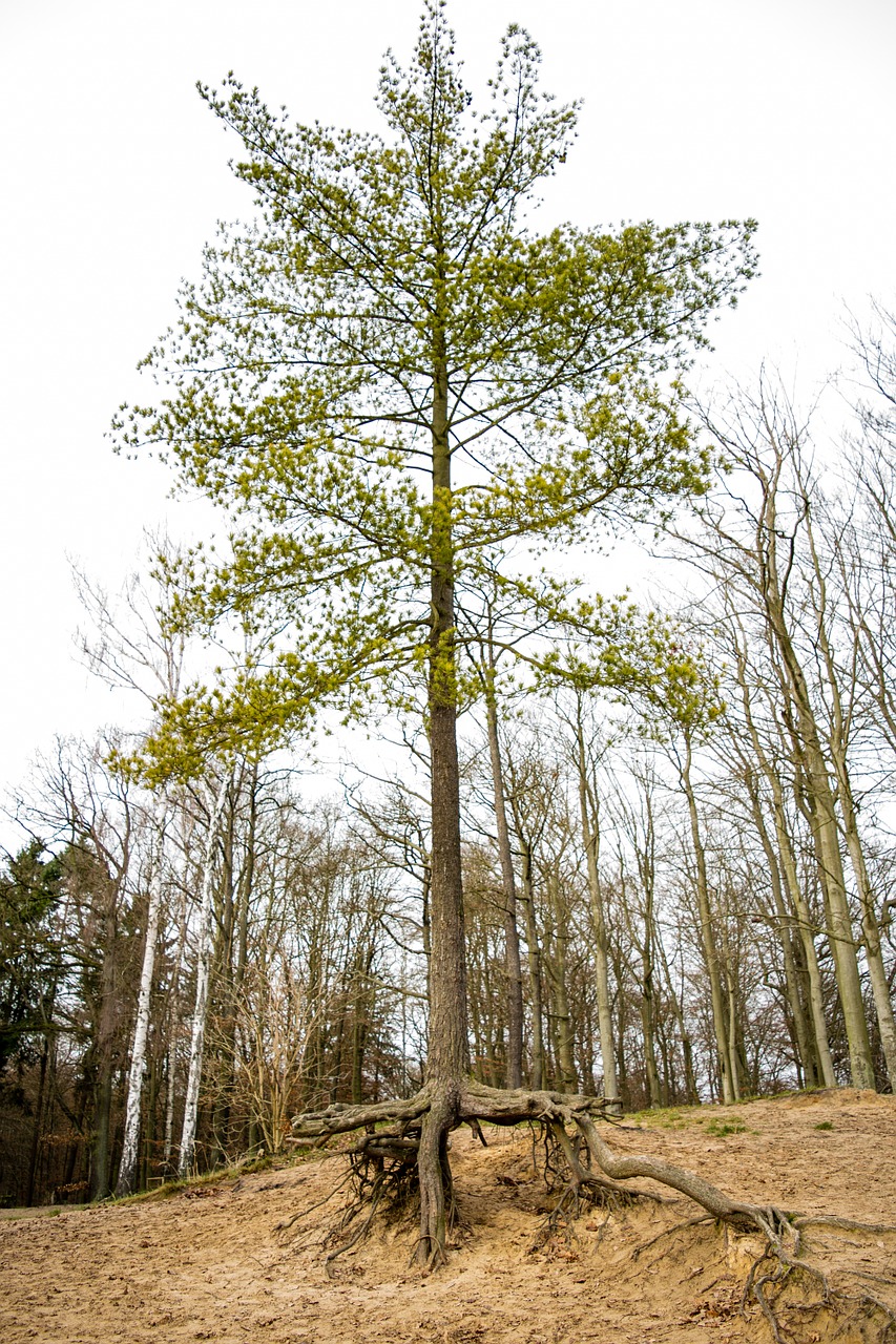 tree forest root free photo