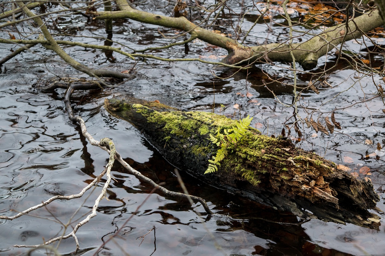 tree water fern free photo