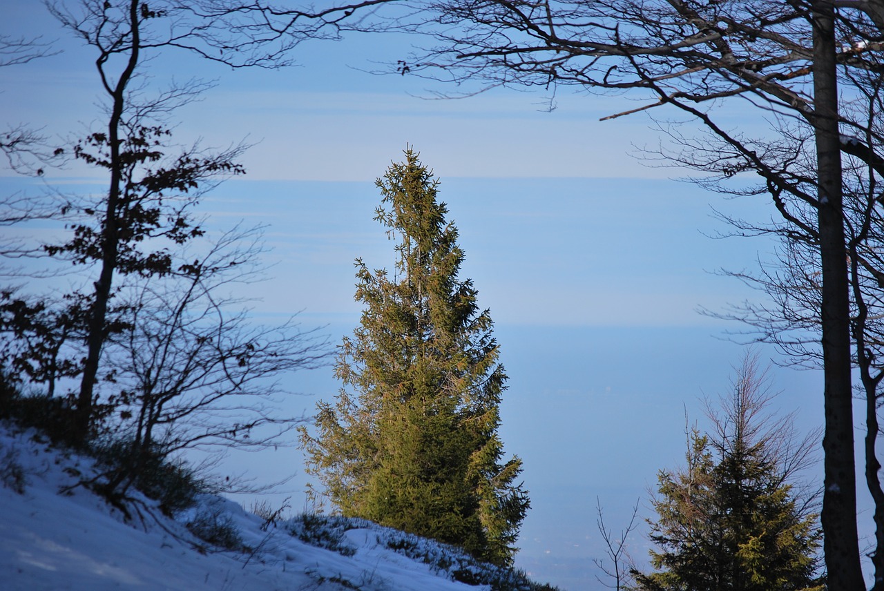 tree spruce green free photo