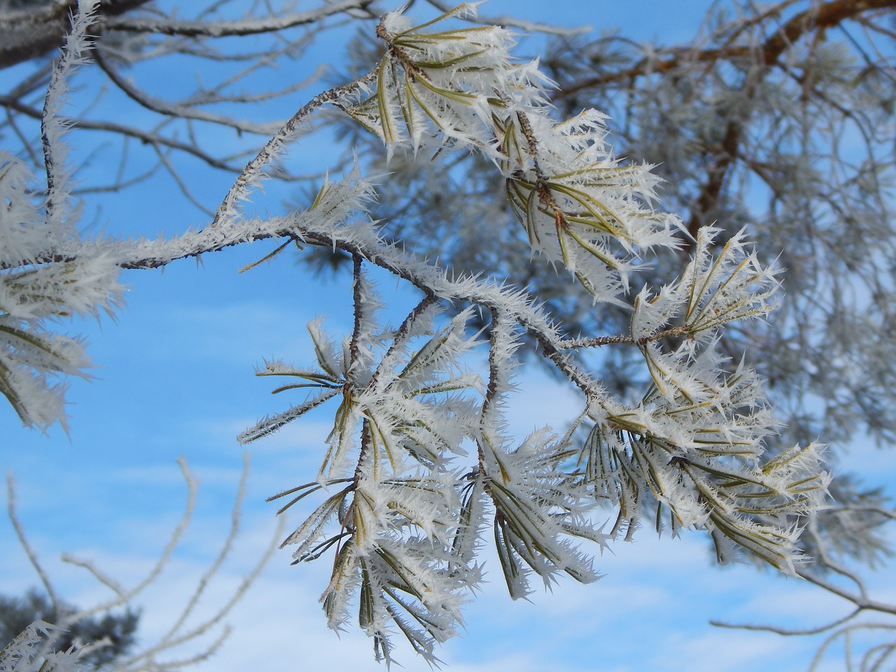 tree branch hoarfrost free photo