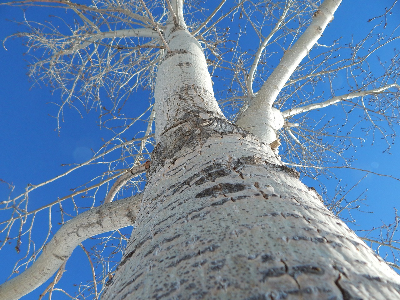 tree perspective bark free photo