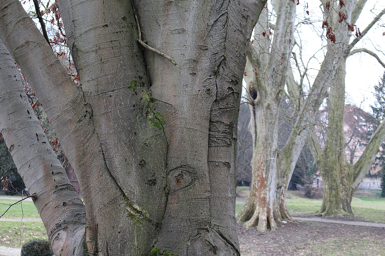 tree bark log free photo