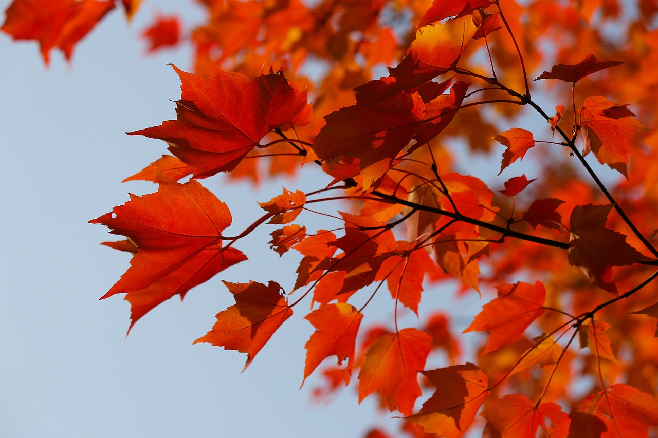 tree autumn yellow free photo