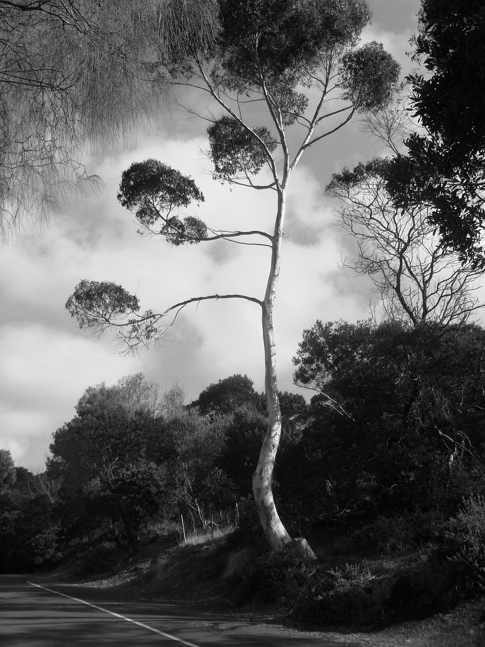 tree black white free photo