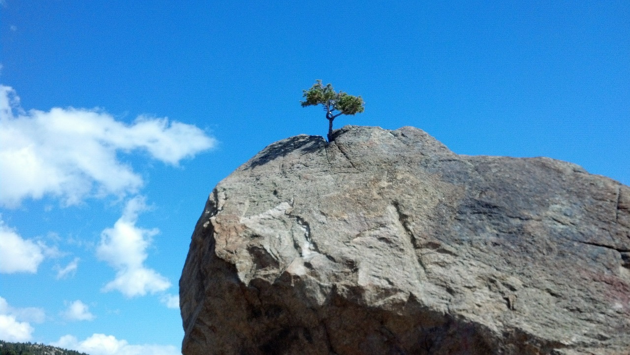 tree rock sky free photo