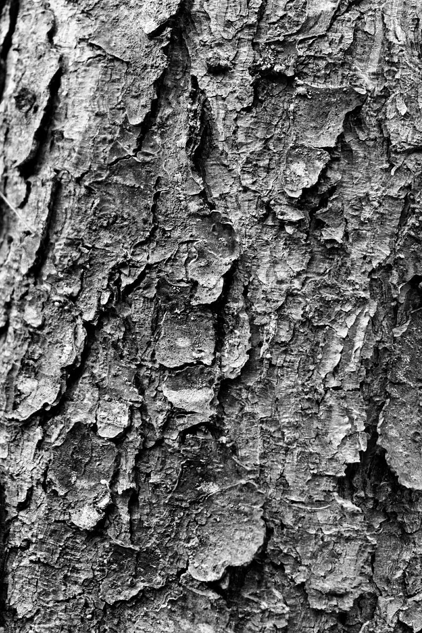 tree trunk texture free photo