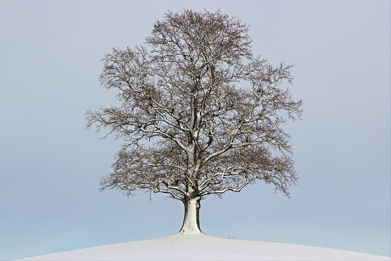 tree winter landscape free photo