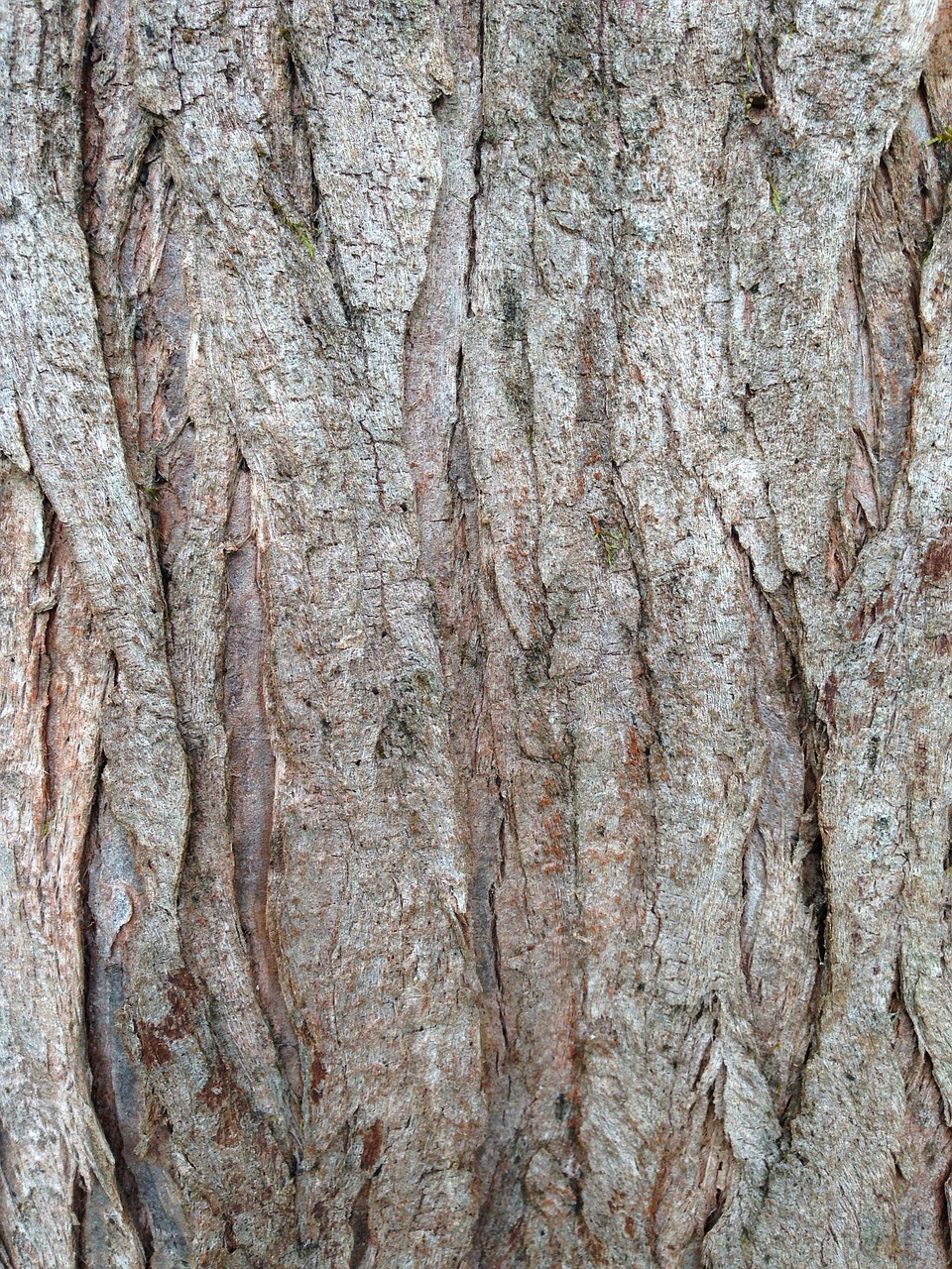 tree bark log free photo