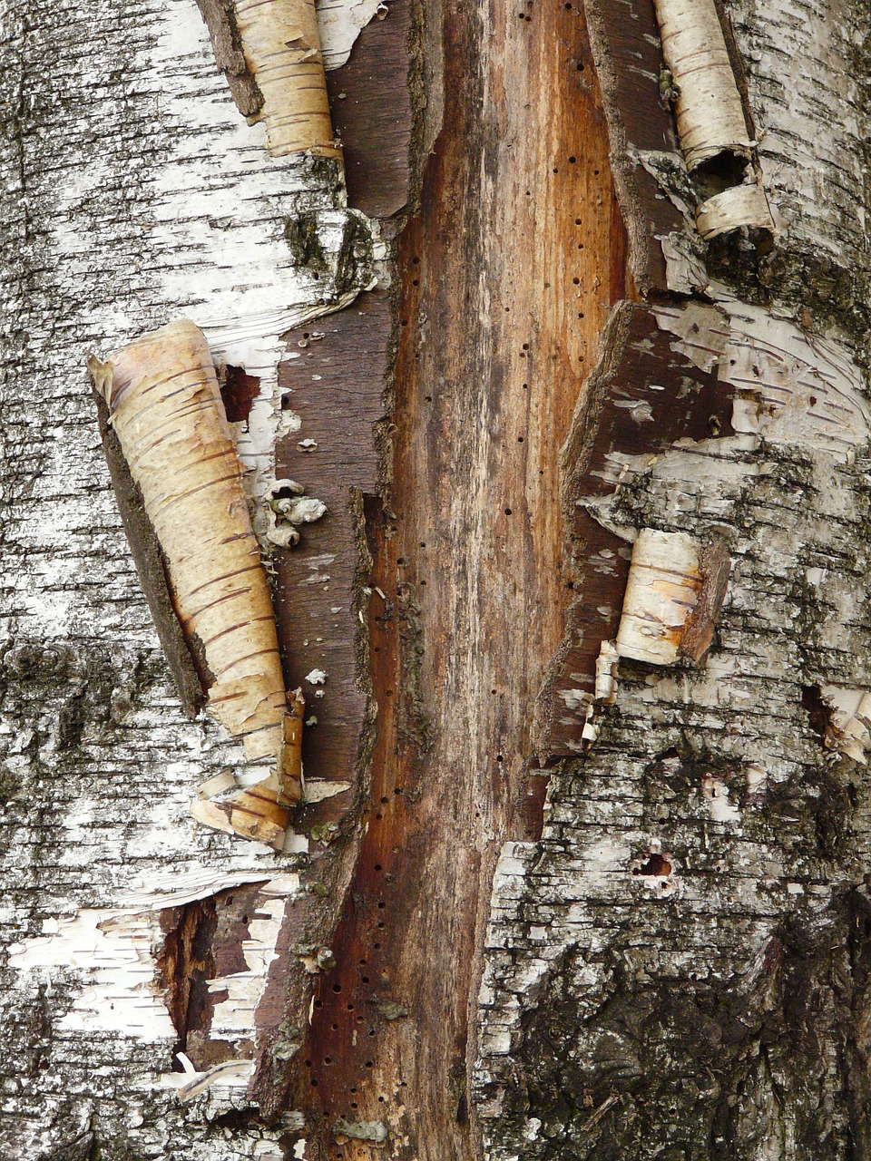 tree bark background free photo