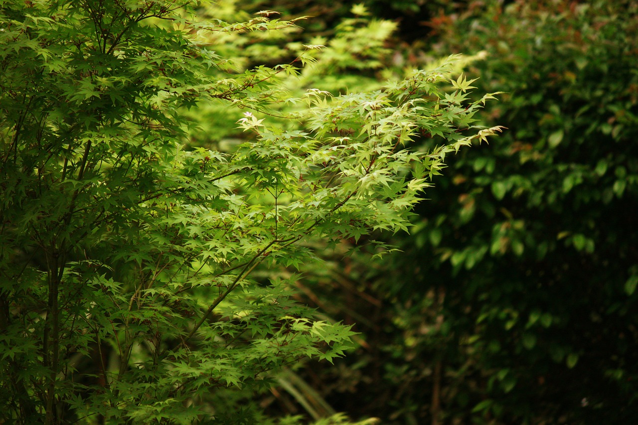 tree leaves green free photo