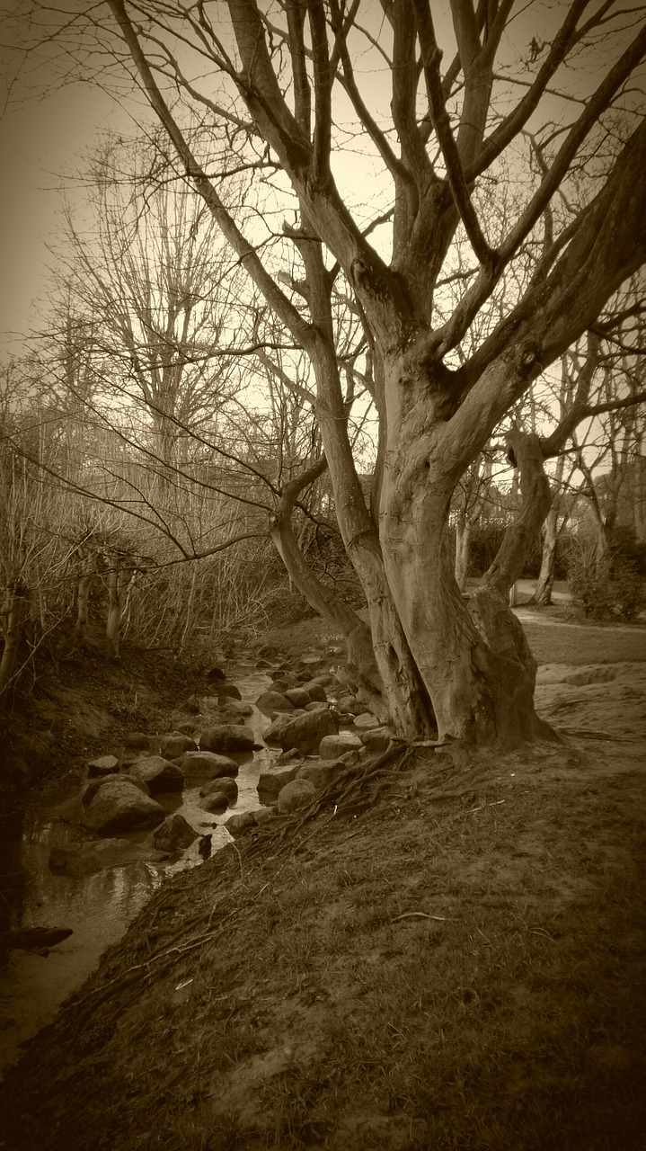 tree root park free photo