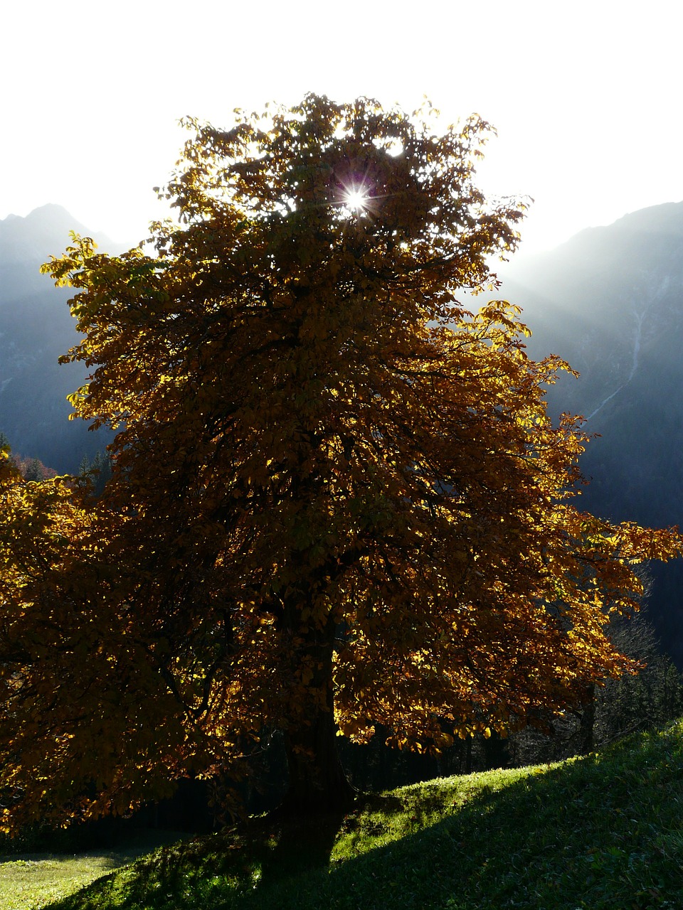 tree chestnut chestnut tree free photo