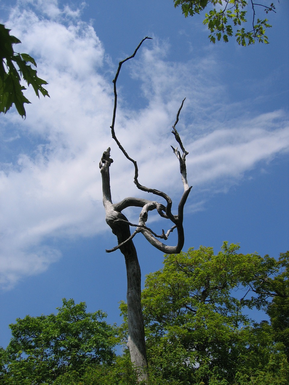 tree branches rest free photo