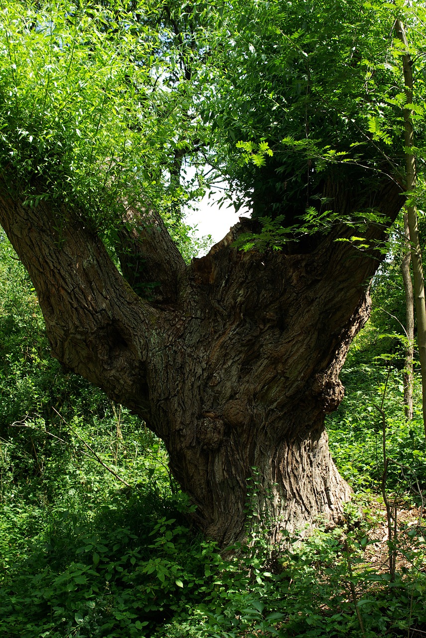 tree old natural tree trunk free photo