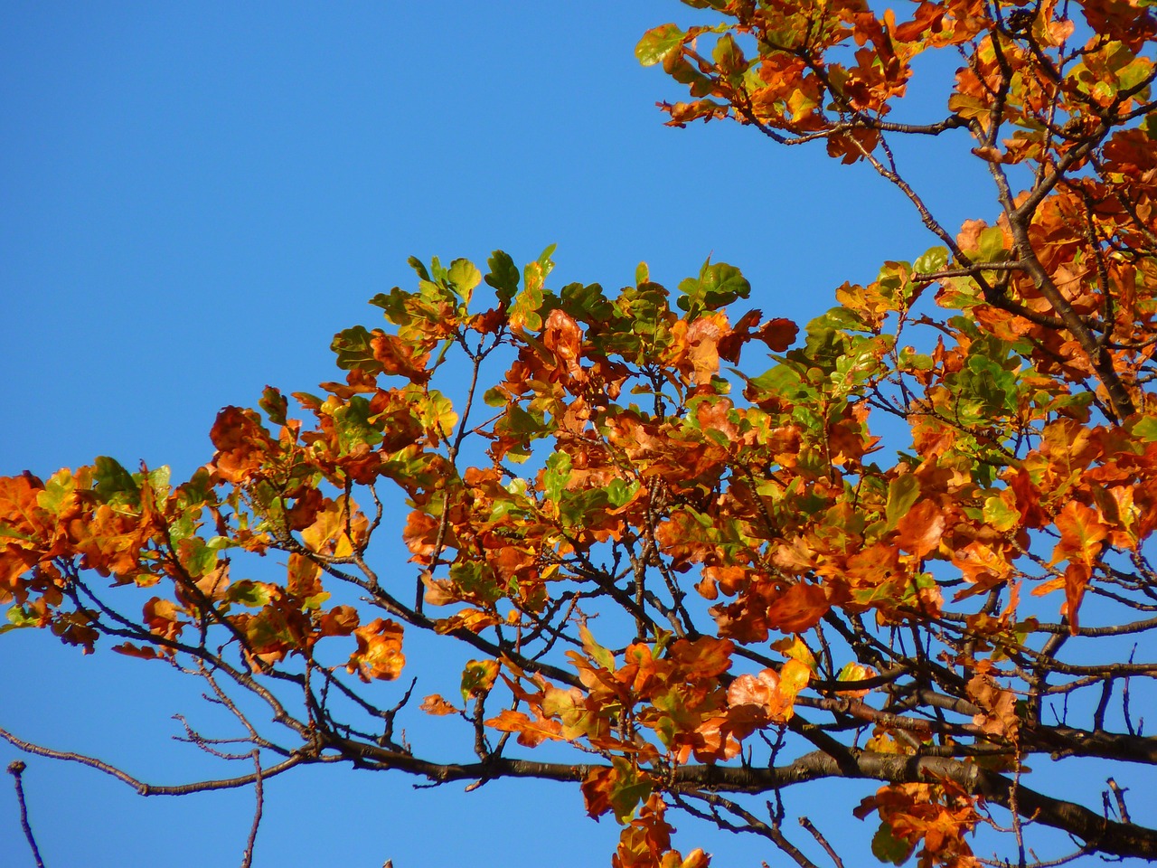 tree colorful leaves free photo