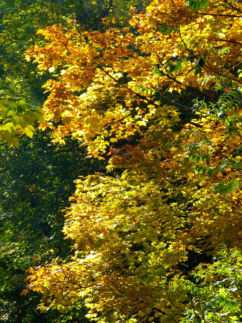 tree colorful leaves free photo