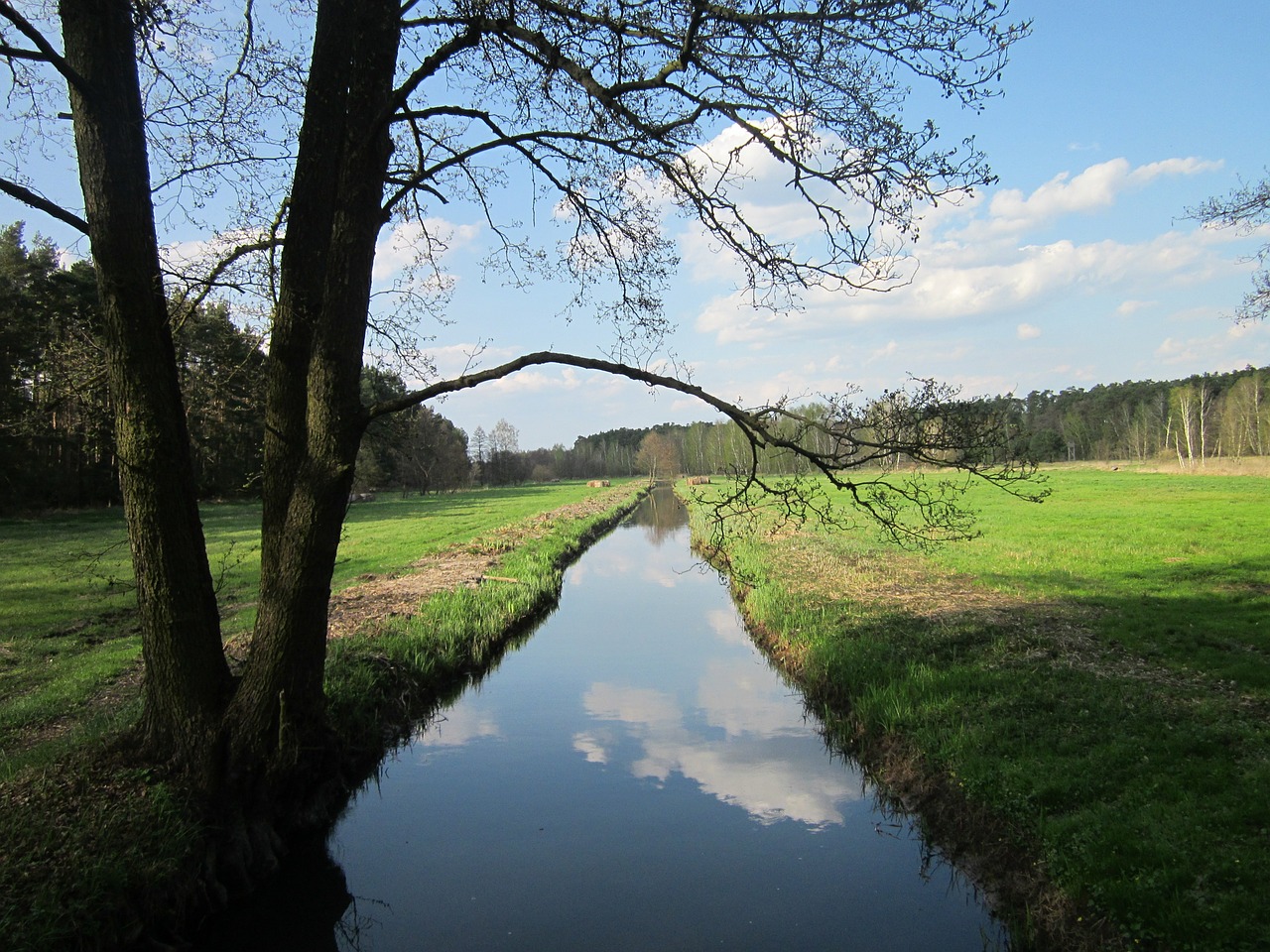 tree nature forests free photo