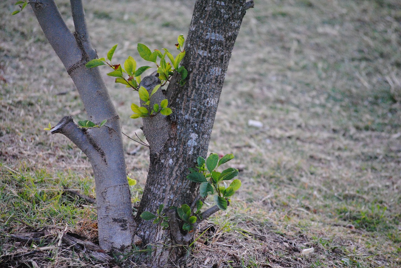 tree branch ground free photo