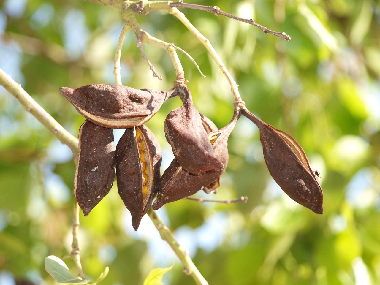 tree seeds green free photo