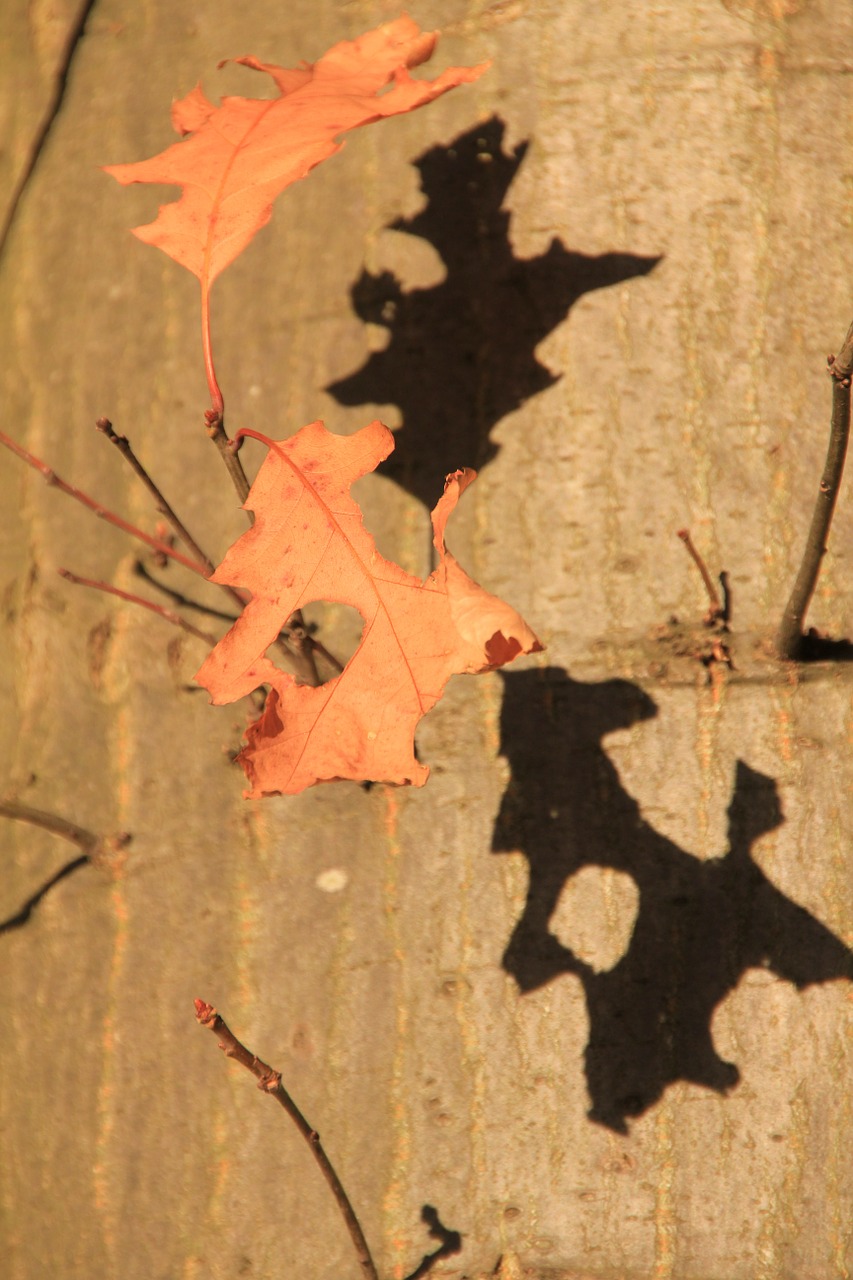 tree leaf leaves free photo