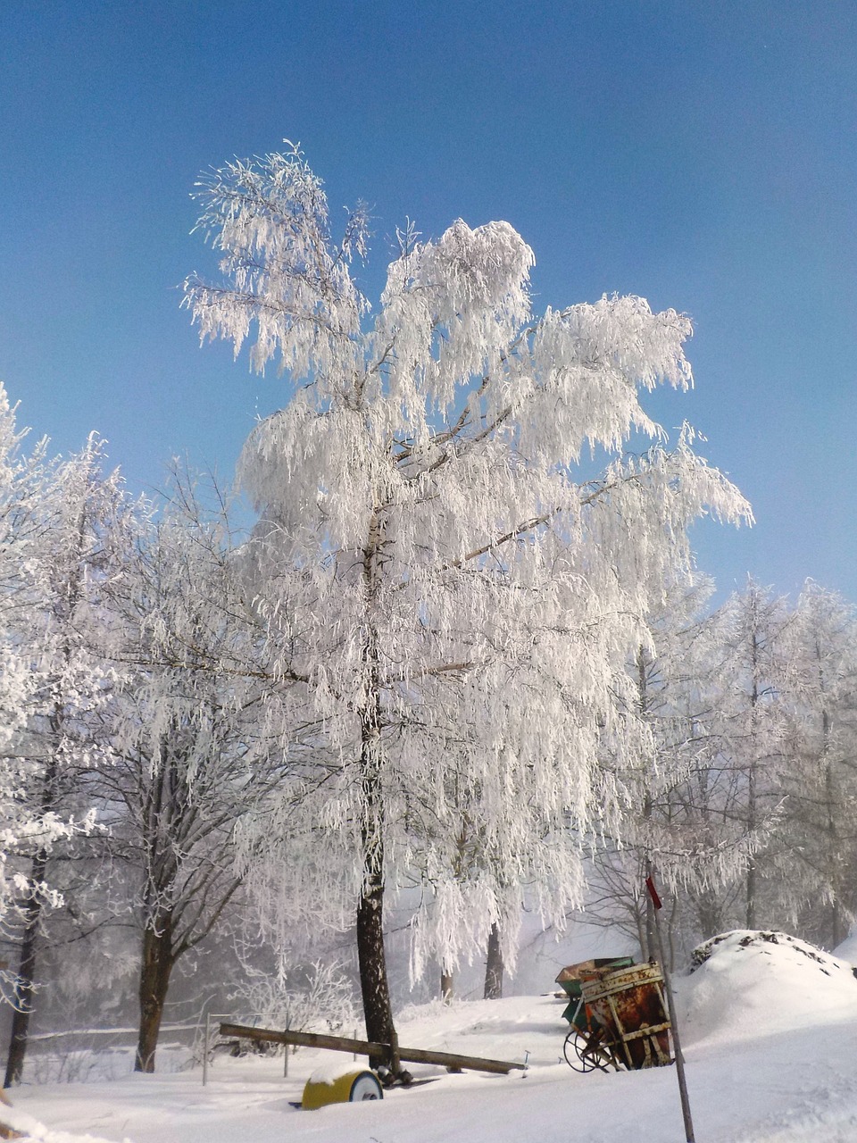 tree frost winter free photo