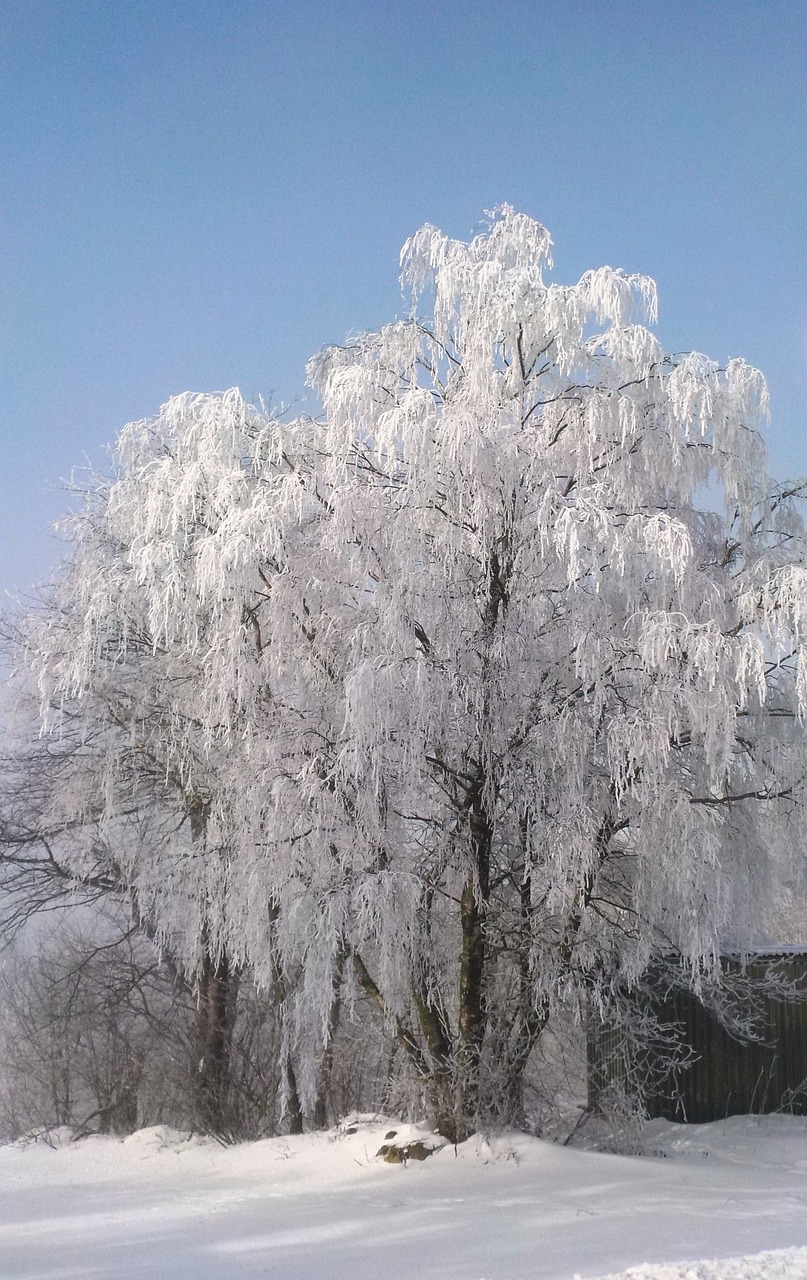 tree frost winter free photo