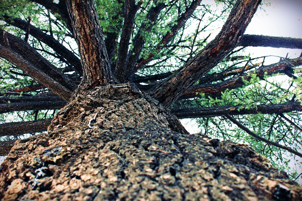 tree pine trunk free photo