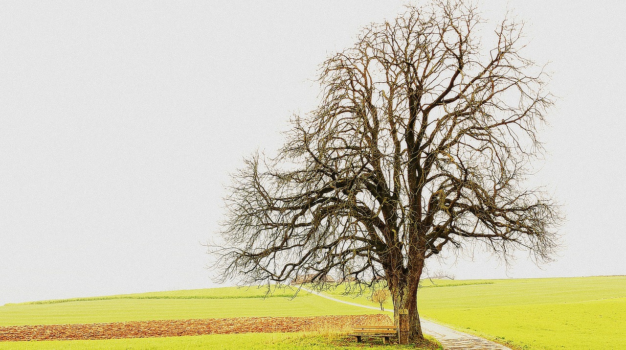 tree landscape fields free photo