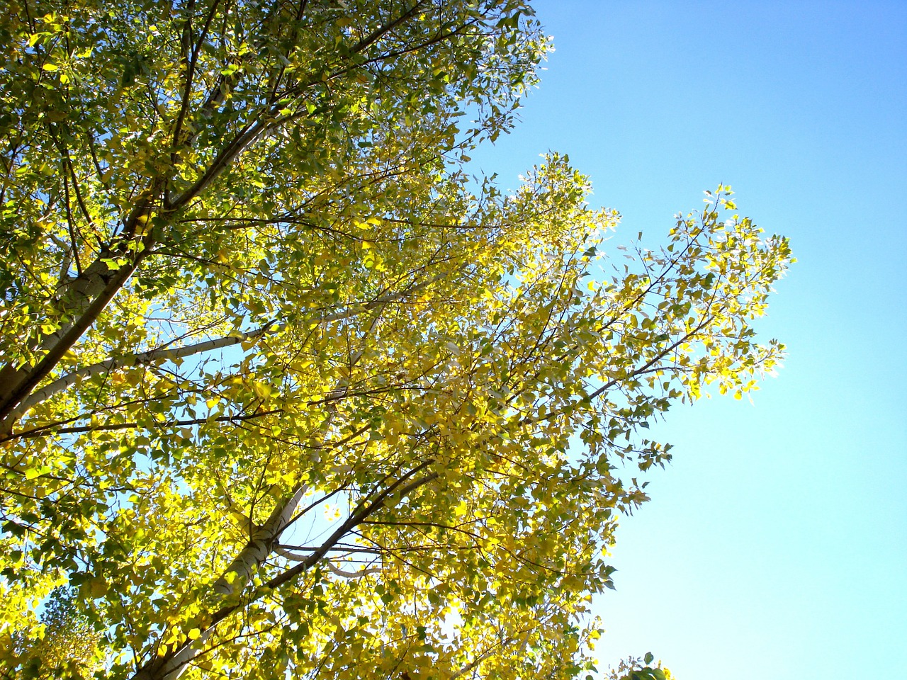 tree organic agriculture free photo