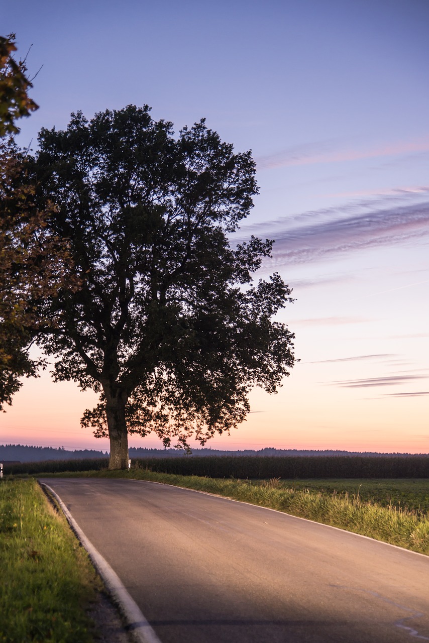 tree road sunset free photo