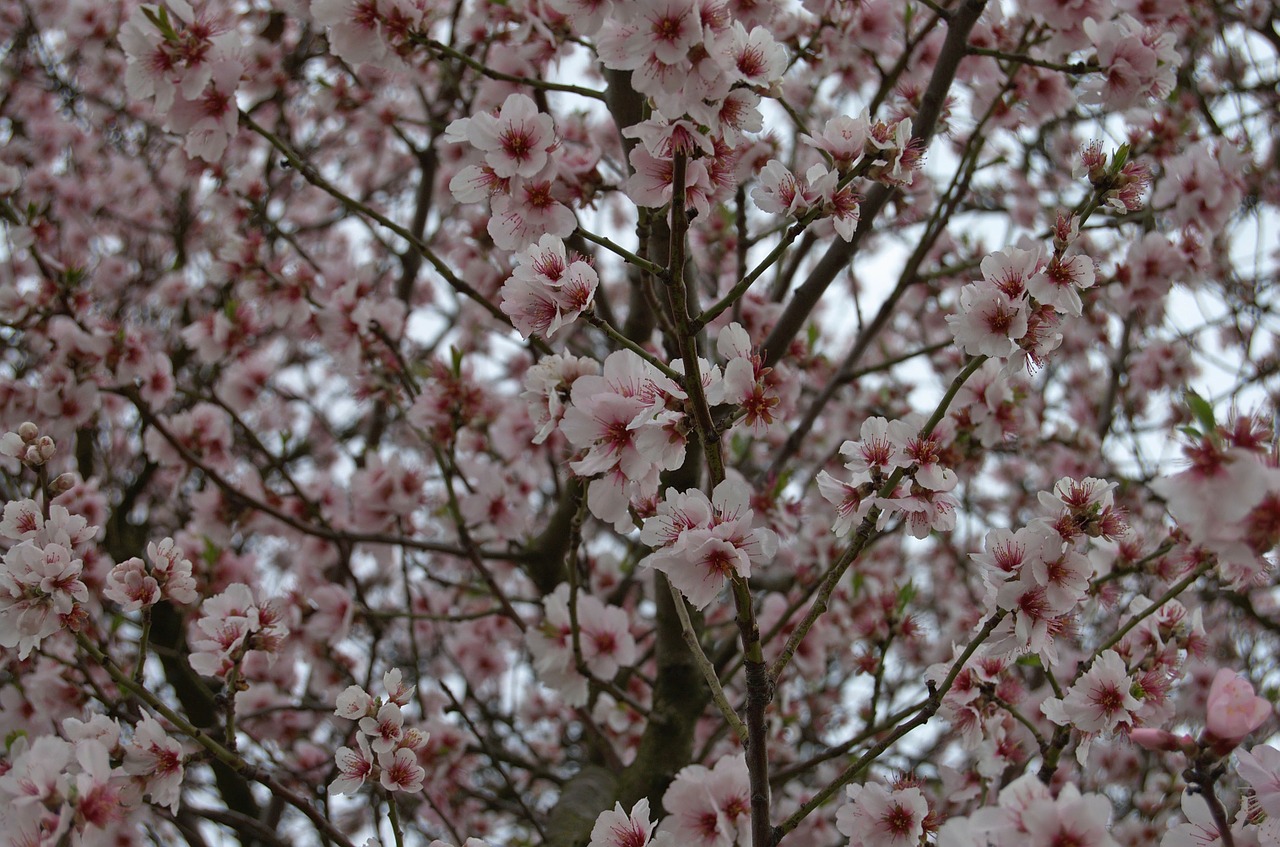 tree blossom bloom free photo