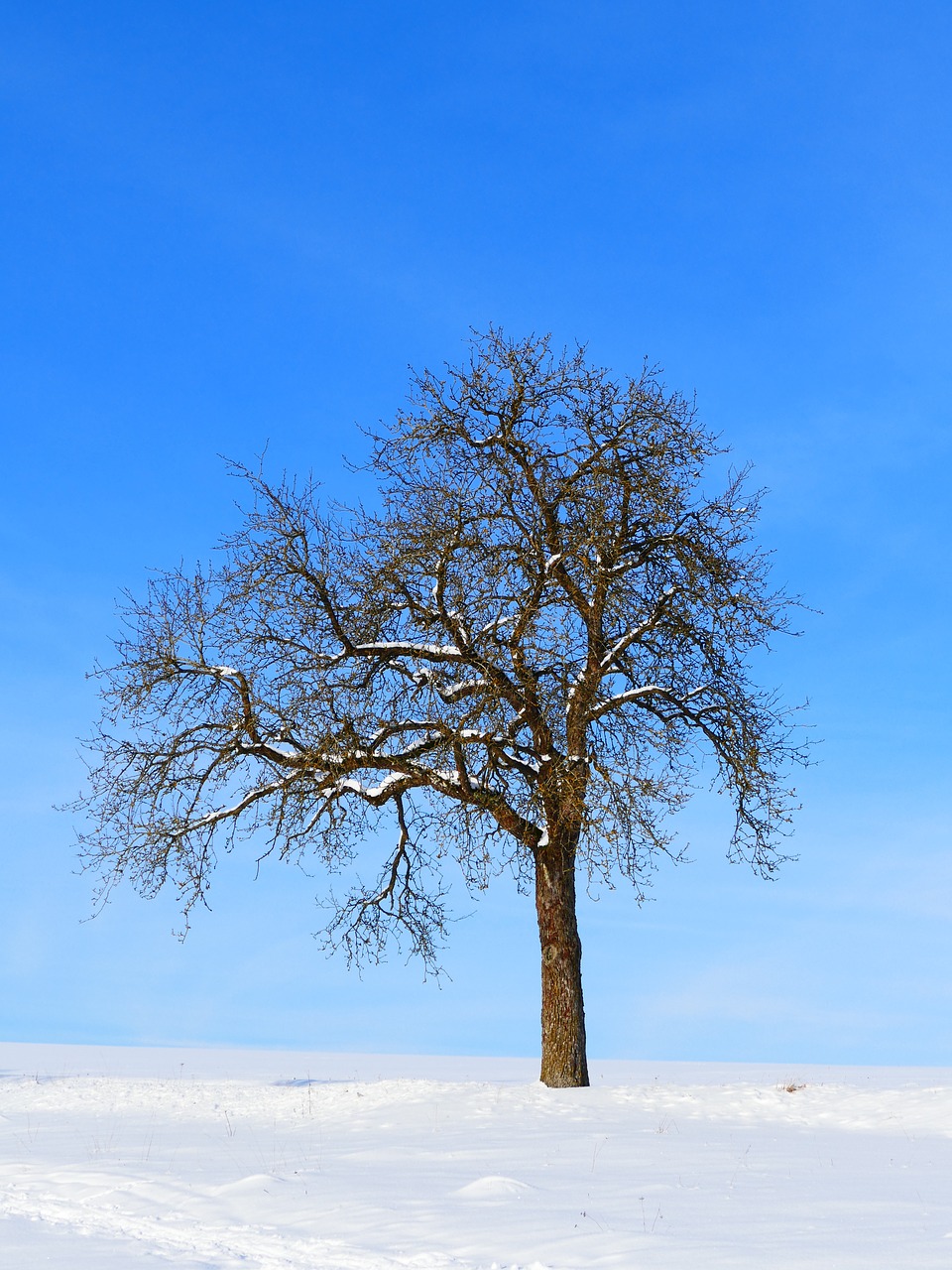 tree winter snow free photo