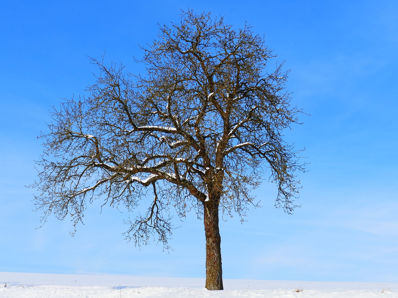 tree winter snow free photo