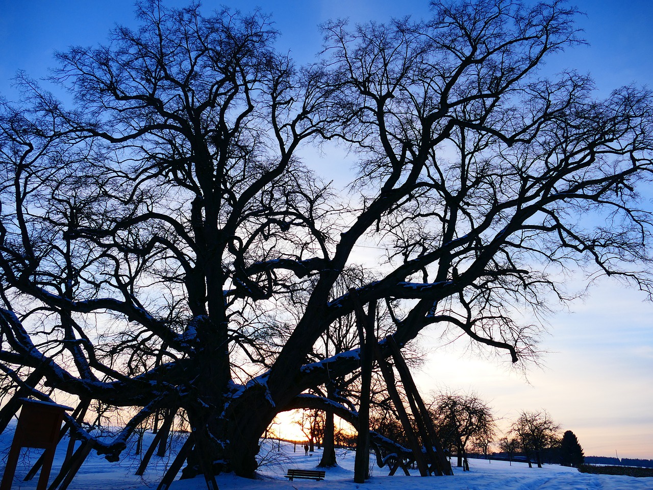 tree linde old free photo