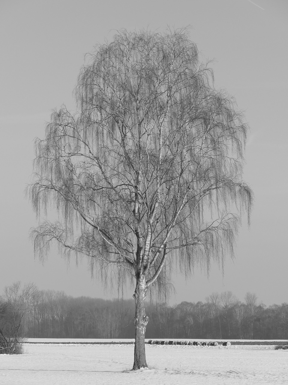 tree lonely birch free photo