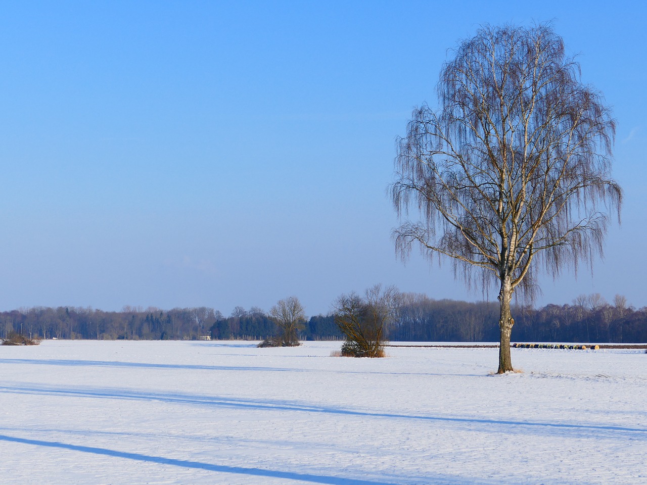 tree lonely birch free photo