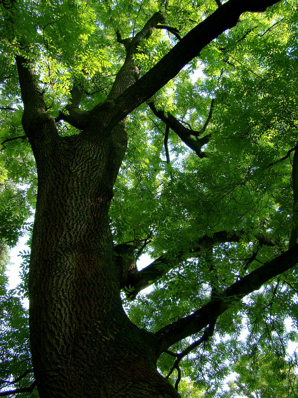 tree green summer free photo