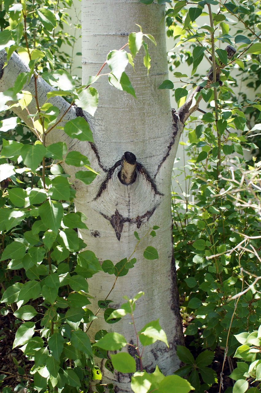 tree branches leaves free photo