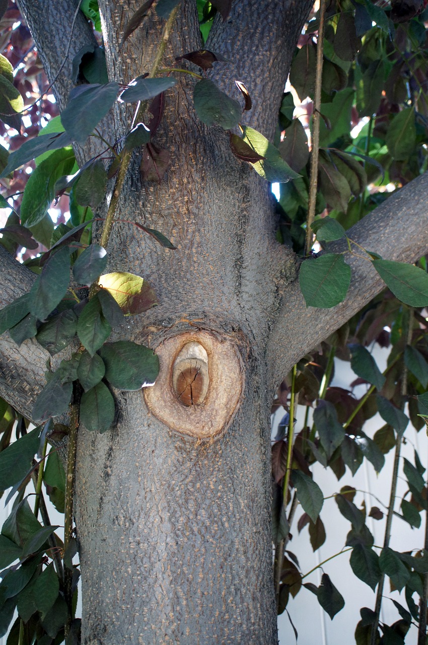 tree branches leaves free photo